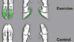 Research Bite One: The effect of exercise on first lactation lameness 